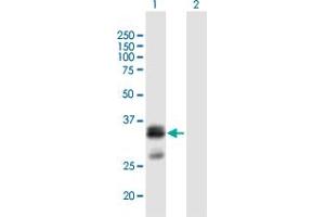 Western Blot analysis of FLJ45455 expression in transfected 293T cell line by FLJ45455 MaxPab polyclonal antibody. (SHISA6 anticorps  (AA 1-292))