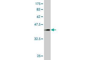 Western Blot detection against Immunogen (36.