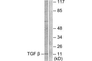 Western Blotting (WB) image for anti-Transforming Growth Factor, beta 3 (TGFB3) (Internal Region) antibody (ABIN1848798) (TGFB3 anticorps  (Internal Region))