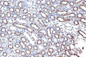 Immunohistochemistry of paraffin-embedded mouse kidney using HSPE1/HSP10/HSPE1/HSP10/CPN10 Rabbit mAb (ABIN7267567) at dilution of 1:100 (40x lens).