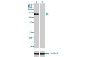 Western blot analysis of NR1D1 over-expressed 293 cell line, cotransfected with NR1D1 Validated Chimera RNAi (Lane 2) or non-transfected control (Lane 1).