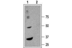 Western blot analysis of rat brain membranes: - 1. (GABRA6 anticorps  (Extracellular, N-Term))