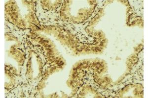 ABIN6276994 at 1/100 staining Mouse colon tissue by IHC-P. (TFF3 anticorps  (Internal Region))