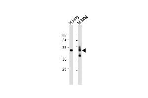 All lanes : Anti-hAGER-K44 at 1:2000 dilution Lane 1: Human lung lysate Lane 2: Mouse lung lysate Lysates/proteins at 20 μg per lane.