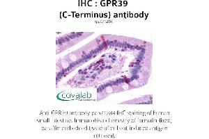 Image no. 1 for anti-G Protein-Coupled Receptor 39 (GPR39) (C-Term) antibody (ABIN1735083)