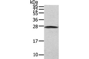 Gel: 12 % SDS-PAGE, Lysate: 40 μg, Lane: NIH/3T3 cell, Primary antibody: ABIN7130604(PGRMC2 Antibody) at dilution 1/200 dilution, Secondary antibody: Goat anti rabbit IgG at 1/8000 dilution, Exposure time: 5 seconds (PGRMC2 anticorps)