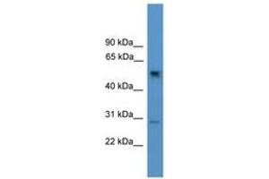 Image no. 1 for anti-Protein Phosphatase 2, Regulatory Subunit B, gamma (PPP2R2C) (AA 21-70) antibody (ABIN6746534) (PPP2R2C anticorps  (AA 21-70))