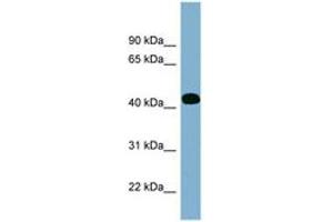 Image no. 1 for anti-Inositol-Tetrakisphosphate 1-Kinase (ITPK1) (AA 179-228) antibody (ABIN6741924) (ITPK1 anticorps  (AA 179-228))