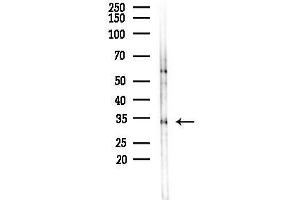 anti-Fibrinogen-Like 1 (FGL1) (Internal Region) antibody