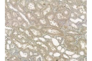 ABIN6260609 and ABIN6272632 at 1/100 staining human normal kidney tissue by IHC-P. (CD300LB anticorps  (C-Term))