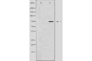 Western blot analysis of extracts from K562 cells, using SIX5 antibody.
