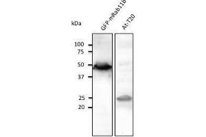 Anti-Rab5 Ab at 1/1,000 dilution, tissue tysate at 100 µg per Iane, Rabbit polyclonat to goat lµg (HRP) at 1/10,000 dilution. (RAB11B anticorps  (C-Term))