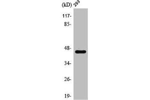 Western Blot analysis of HepG2 cells using PSMD11 Polyclonal Antibody