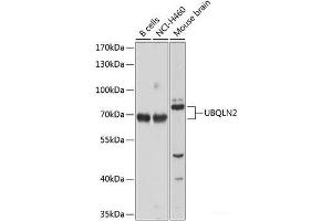 Western blot analysis of extracts of various cell lines using UBQLN2 Polyclonal Antibody at dilution of 1:1000. (Ubiquilin 2 anticorps)