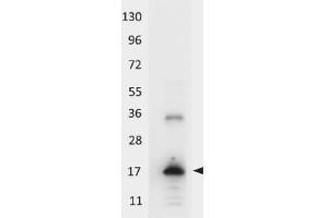 Western blot using  HRP conjugated anti-Human IL-33 antibody shows detection of a band ~18 kDa in size corresponding to recombinant human IL-33. (IL-33 anticorps  (HRP))
