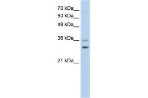 Western Blotting (WB) image for anti-Forkhead Box Q1 (FOXQ1) antibody (ABIN2460797) (FOXQ1 anticorps)