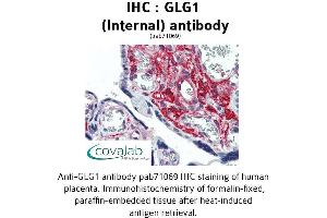 Image no. 1 for anti-Golgi Glycoprotein 1 (GLG1) (Internal Region) antibody (ABIN1734714) (GLG1 anticorps  (Internal Region))