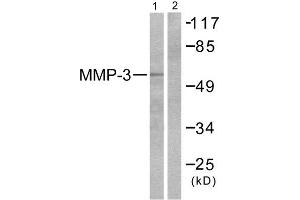 Western Blotting (WB) image for anti-Matrix Metallopeptidase 3 (Stromelysin 1, Progelatinase) (MMP3) (C-Term) antibody (ABIN1848686) (MMP3 anticorps  (C-Term))