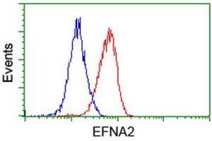 Image no. 2 for anti-Ephrin A2 (EFNA2) antibody (ABIN1497954) (Ephrin A2 anticorps)