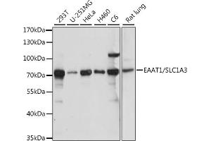 Western blot analysis of extracts of various cell lines, using E/E/SLC1 antibody (ABIN7270395) at 1:1000 dilution. (SLC1A3 anticorps  (AA 453-542))