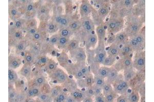 IHC-P analysis of Mouse Liver Tissue, with DAB staining. (Glypican 3 anticorps  (AA 344-559))