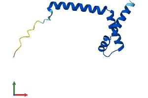 AlphaFold protein structure predicition of Human Recombinant RIIAD1 Protein, UniprotID A6NNX1