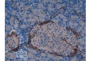 Detection of VIP in Rat Pancreas Tissue using Polyclonal Antibody to Vasoactive Intestinal Peptide (VIP) (Vip anticorps  (AA 34-157))