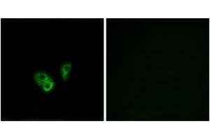 Immunofluorescence analysis of A549 cells, using CNGA2 Antibody. (CNGA2 anticorps  (AA 391-440))
