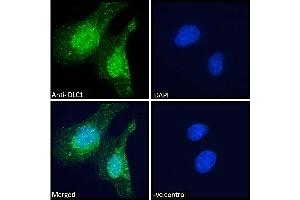 ABIN185264 Immunofluorescence analysis of paraformaldehyde fixed U251 cells, permeabilized with 0. (DLC1 anticorps  (N-Term))