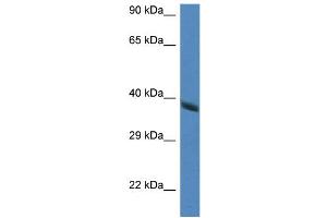 WB Suggested Anti-Hao2 Antibody   Titration: 1. (Hydroxyacid Oxidase 2 (HAO2) (Middle Region) anticorps)