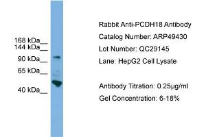 WB Suggested Anti-PCDH18  Antibody Titration: 0. (PCDH18 anticorps  (N-Term))