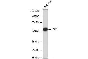 Western blot analysis of extracts of Rat liver using USF2 Polyclonal Antibody at dilution of 1:1000. (USF2 anticorps)