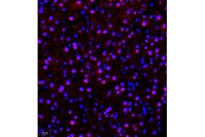 Immunofluorescence of paraffin embedded mouse pancreas using SR140 (ABIN7076091) at dilution of 1:600 (400x lens) (SR140 anticorps)