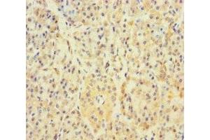Immunohistochemistry of paraffin-embedded human pancreatic tissue using ABIN7159692 at dilution of 1:100 (APOOL anticorps  (AA 163-268))