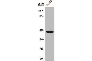 Western Blot analysis of COLO205 cells using CAR Polyclonal Antibody (Coxsackie Adenovirus Receptor anticorps  (N-Term))