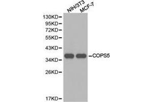 Western Blotting (WB) image for anti-COP9 Constitutive Photomorphogenic Homolog Subunit 5 (Arabidopsis) (COPS5) antibody (ABIN1871963) (COPS5 anticorps)