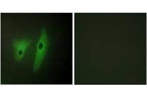 Immunofluorescence (IF) image for anti-Dual Specificity Phosphatase 19 (DUSP19) (AA 111-160) antibody (ABIN2889692) (DUSP19 anticorps  (AA 111-160))