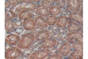 IHC-P analysis of Mouse Kidney Tissue, with DAB staining. (TGFBI anticorps  (AA 423-632))