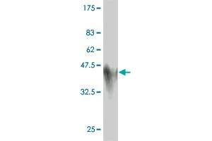 Western Blot detection against Immunogen (45. (Glucagon anticorps  (AA 1-180))