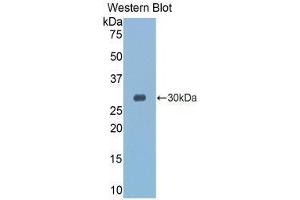 Western Blotting (WB) image for anti-Granzyme K (Granzyme 3, Tryptase II) (GZMK) (AA 27-264) antibody (ABIN2118410) (GZMK anticorps  (AA 27-264))
