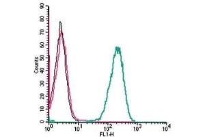 Cell surface detection of Plexin-C1 by indirect flow cytometry in live intact human THP-1 monocytic leukemia cells: (black line) Cells. (Plexin C1 anticorps  (Extracellular))