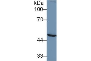 Detection of PSMC2 in Human U2OS cell lysate using Polyclonal Antibody to Proteasome 26S Subunit, ATPase 2 (PSMC2)