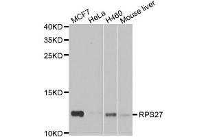 Western blot analysis of extracts of various cell lines, using RPS27 antibody. (RPS27 anticorps)