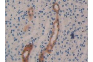 Detection of KLK1 in Mouse Kidney Tissue using Polyclonal Antibody to Kallikrein 1 (KLK1)
