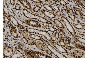 ABIN6279148 at 1/100 staining Human kidney tissue by IHC-P. (ATXN7L1 anticorps)