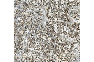 IHC analysis of Thioredoxin 2/TXN2 using anti-Thioredoxin 2/TXN2 antibody (ABIN7602149). (TXN2 anticorps  (AA 60-166))