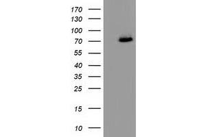 Western Blotting (WB) image for anti-Peptidylprolyl Isomerase Domain and WD Repeat Containing 1 (PPWD1) antibody (ABIN1500394) (PPWD1 anticorps)