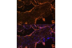 Immunofluorescence analysis of human placenta using BRE Polyclonal Antibody (ABIN7265912) at dilution of 1:100 (40x lens).