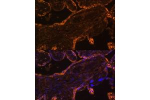 Immunofluorescence analysis of human placenta using BRE Polyclonal Antibody (ABIN7265912) at dilution of 1:100 (40x lens). (BRE anticorps  (AA 51-229))