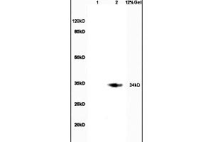 Lane 1: rat brain lysates Lane 2: rat intestine lysates probed with Anti CDX2/3 Polyclonal Antibody, Unconjugated (ABIN1387257) at 1:200 in 4 °C. (CDX2+3 (AA 151-260) anticorps)